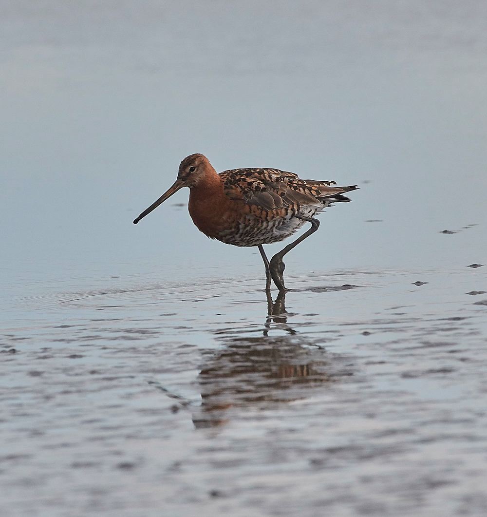 BlackTailedGodwit280717-1