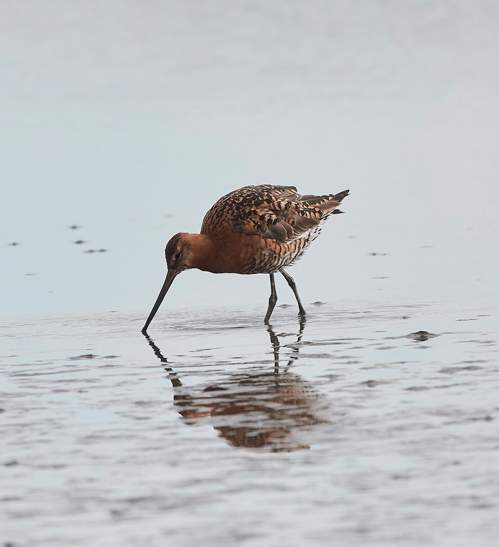 BlackTailedGodwit280717-2