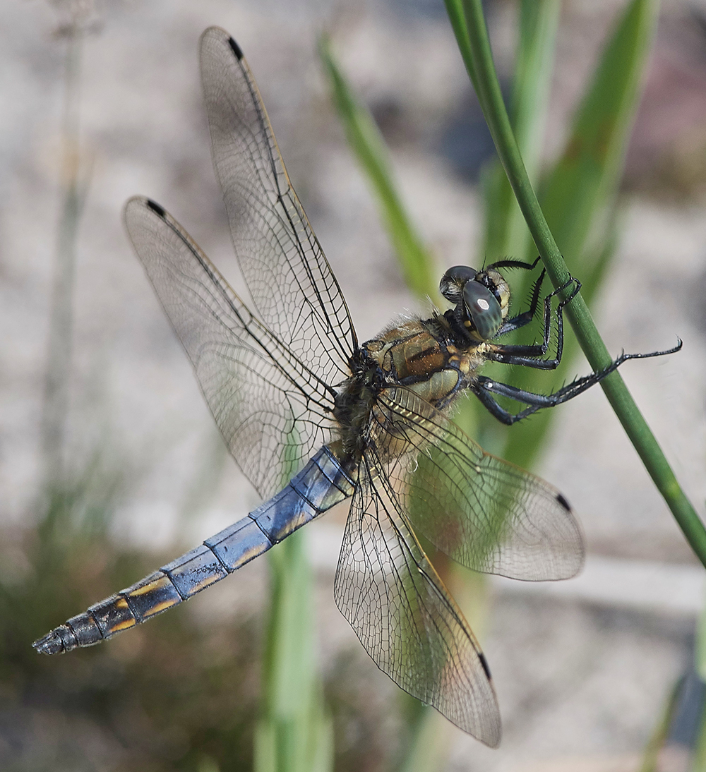 BlackTailedSkimmer040717-1