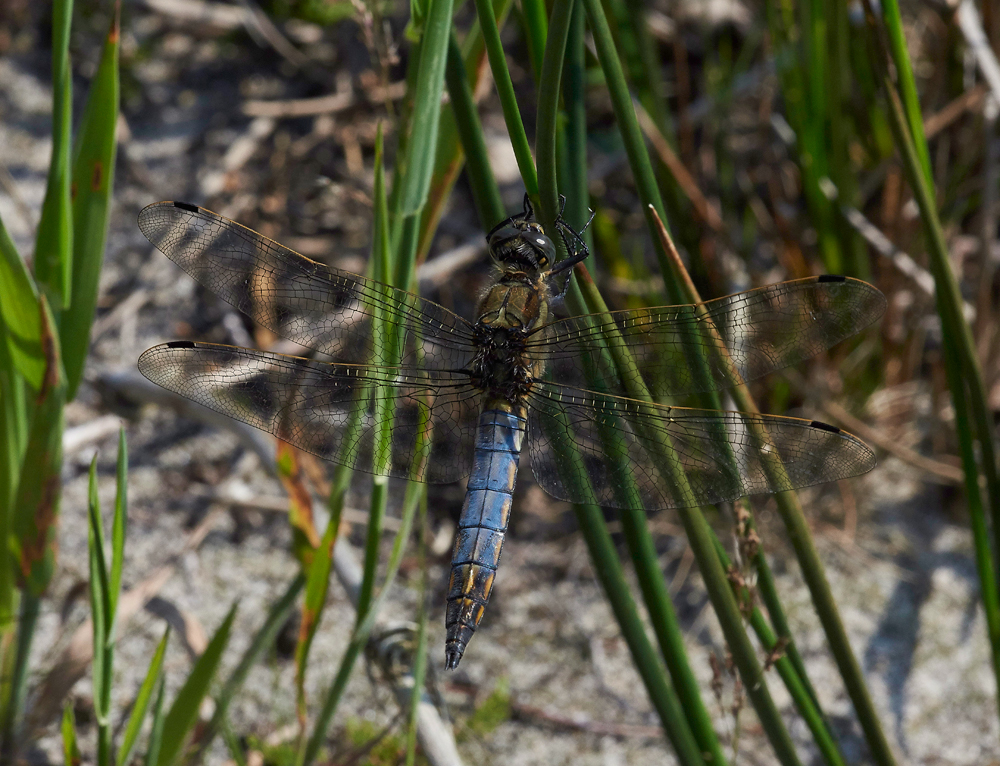 BlackTailedSkimmer040717-2