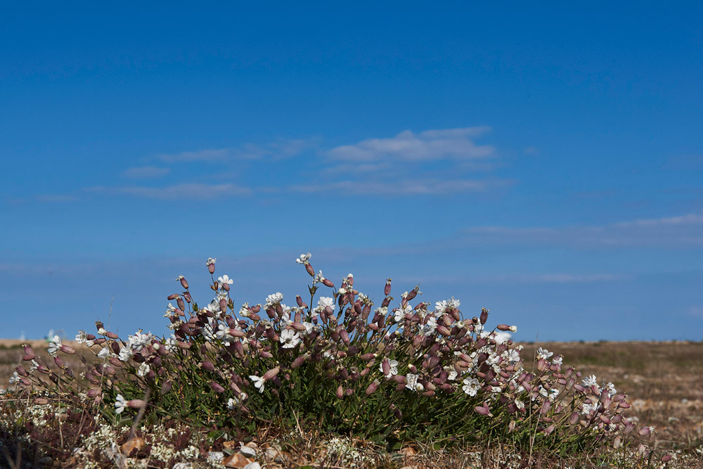 BladderCampion3004176