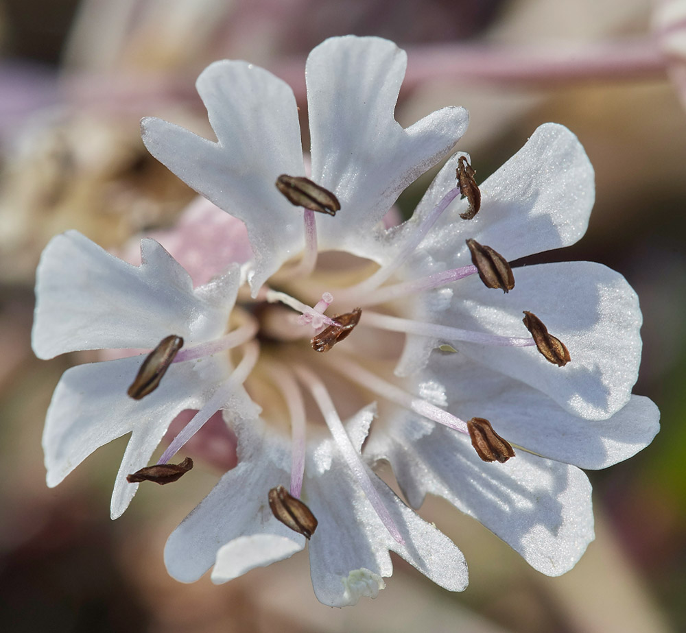 BladderCampion304012