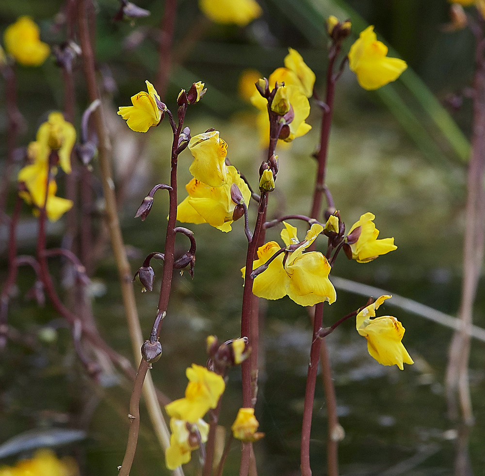 Bladderwort130717-1