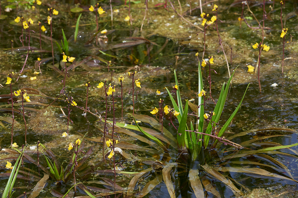 Bladderwort130717-10