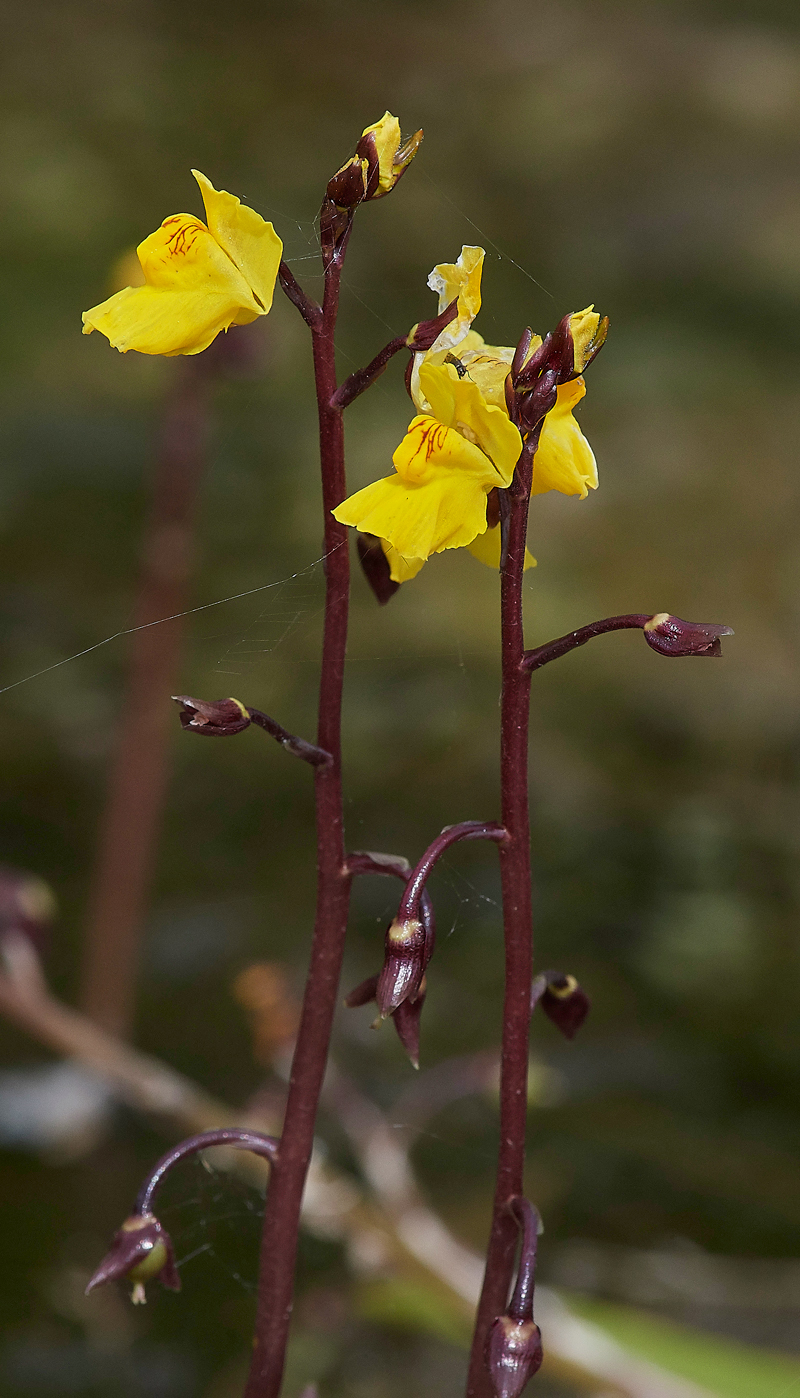 Bladderwort130717-3