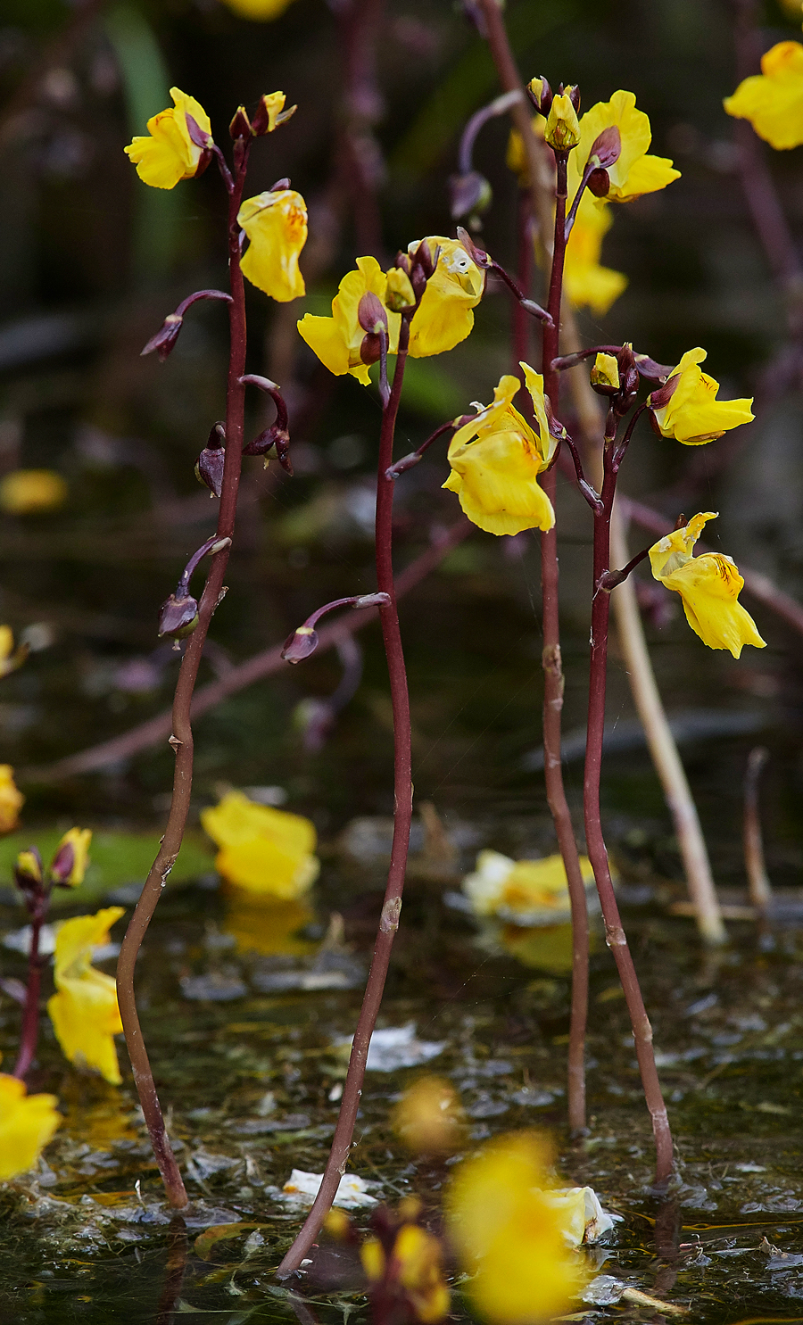 Bladderwort130717-4