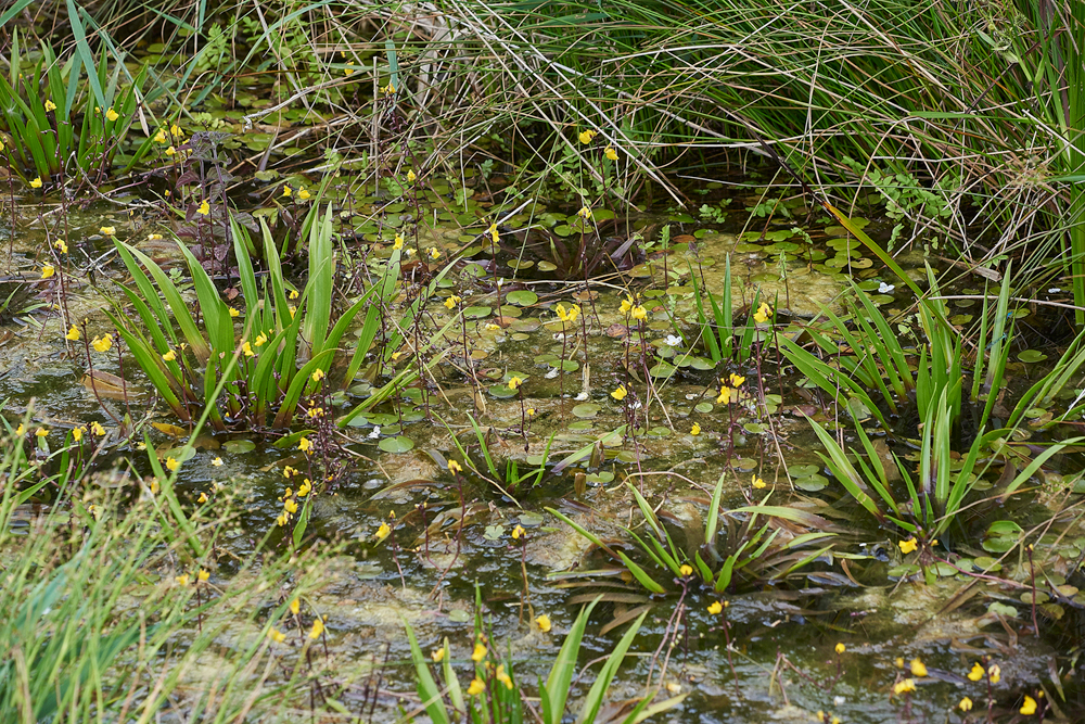 Bladderwort130717-5