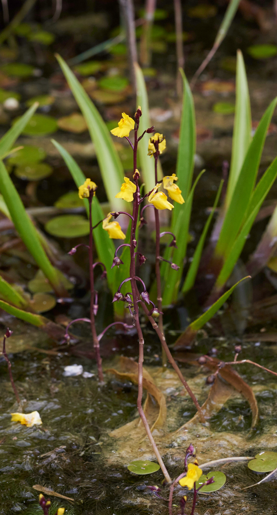 Bladderwort130717-9