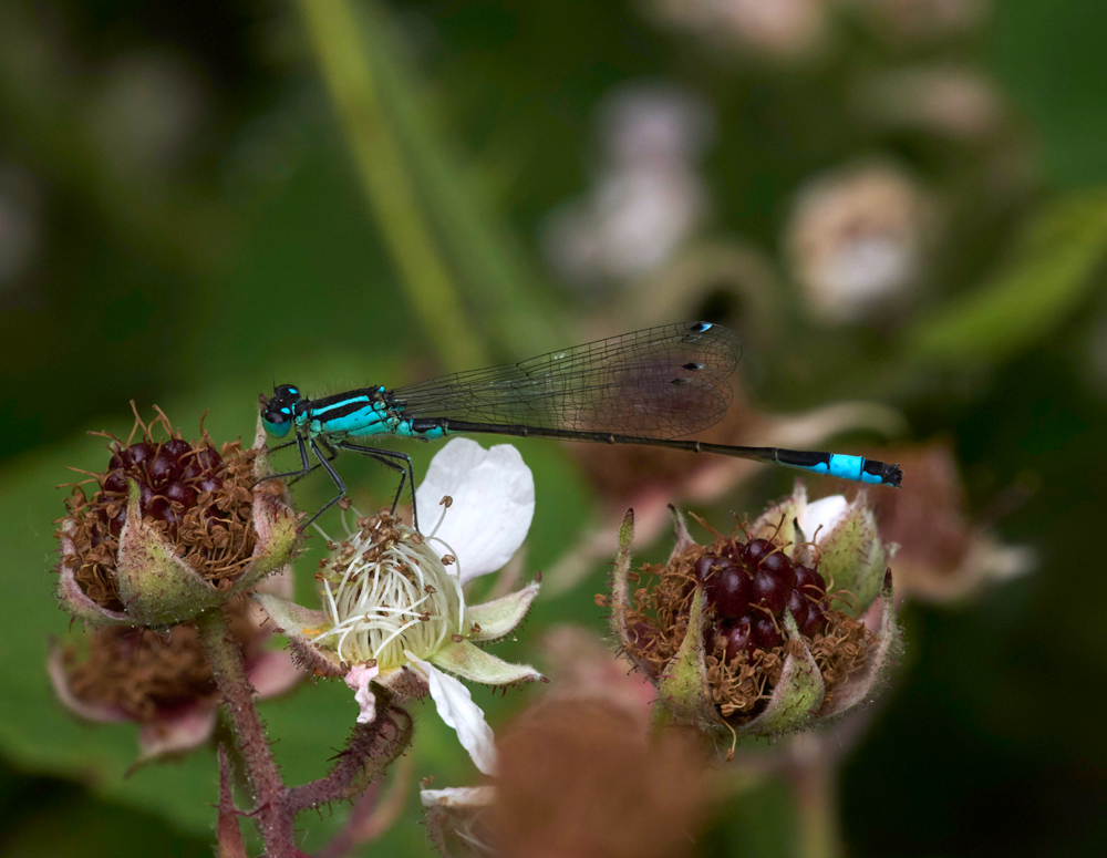 Blue-tailedDamselFly240617