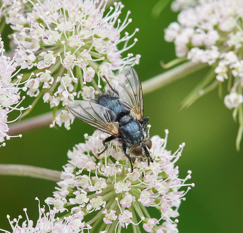 BluebottleFly150817