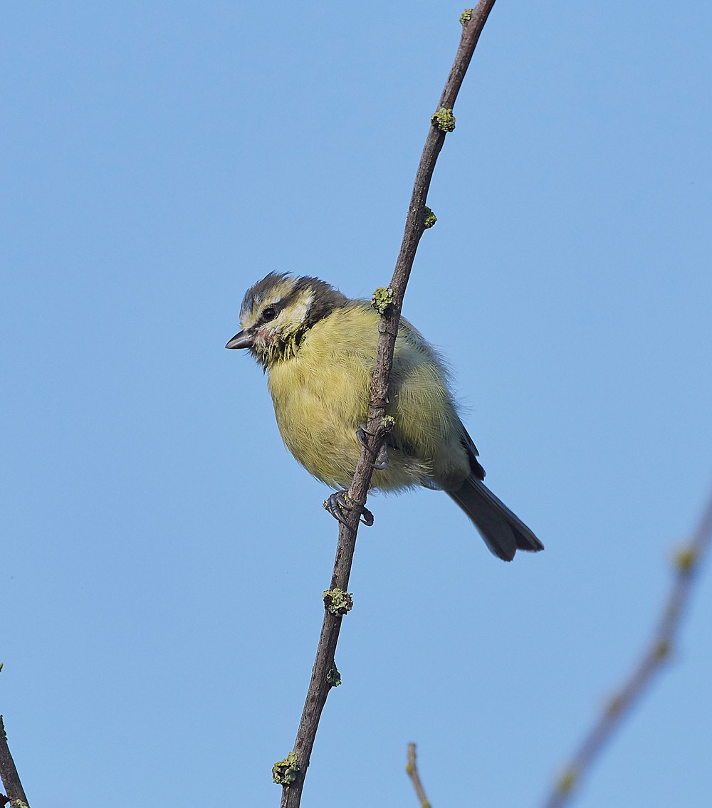 BlueTit210817-1