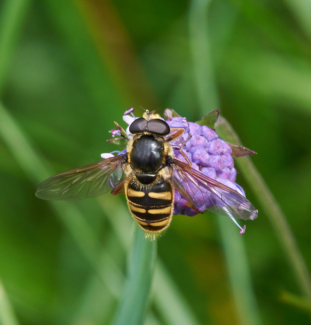 BogHoverfly230817-1