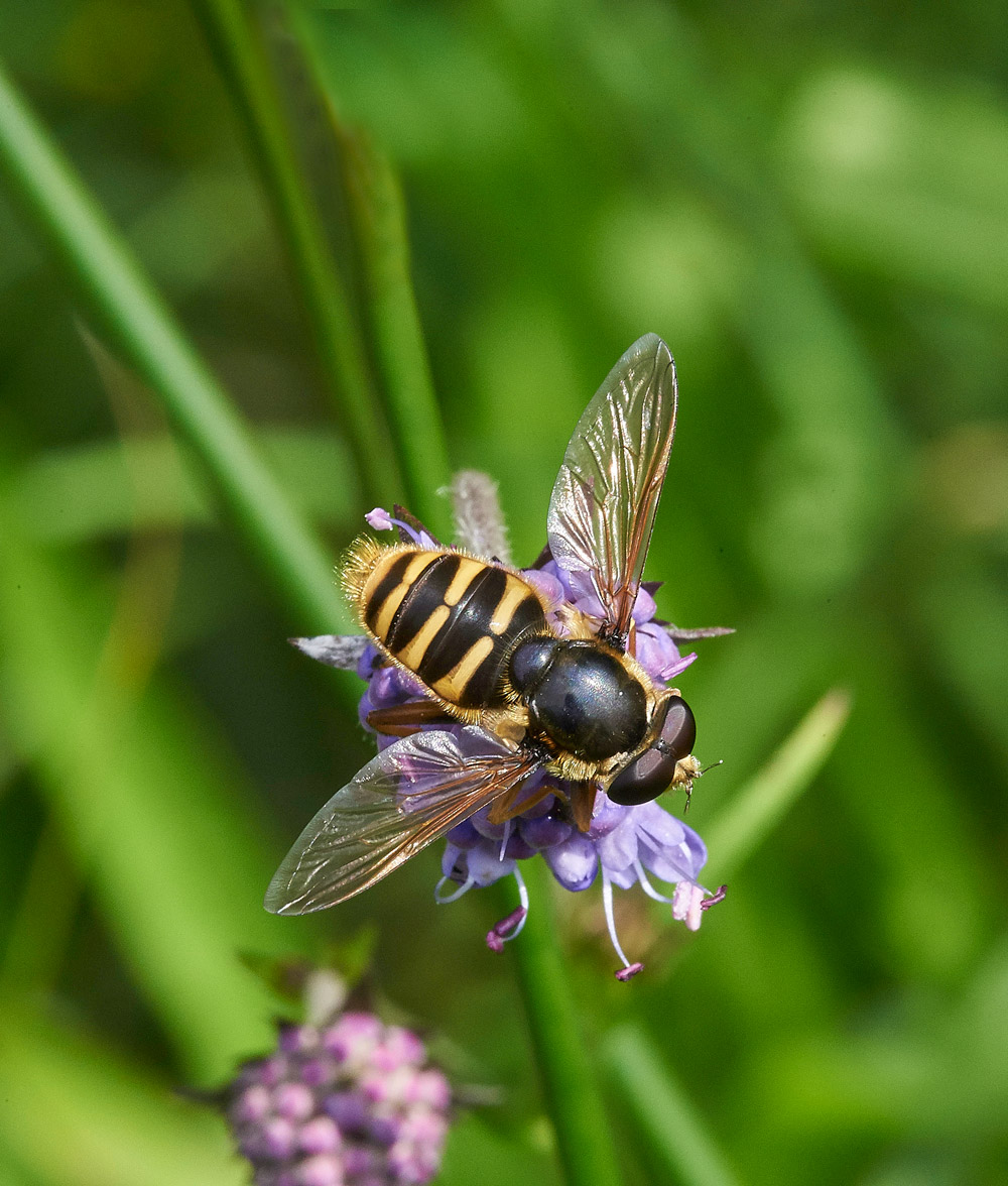 BogHoverfly230817-2