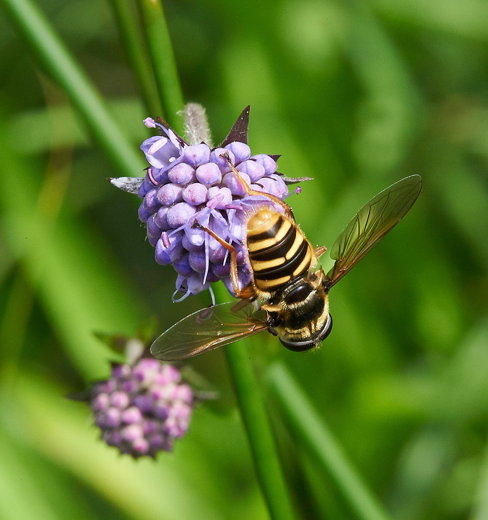 BogHoverfly230817-4