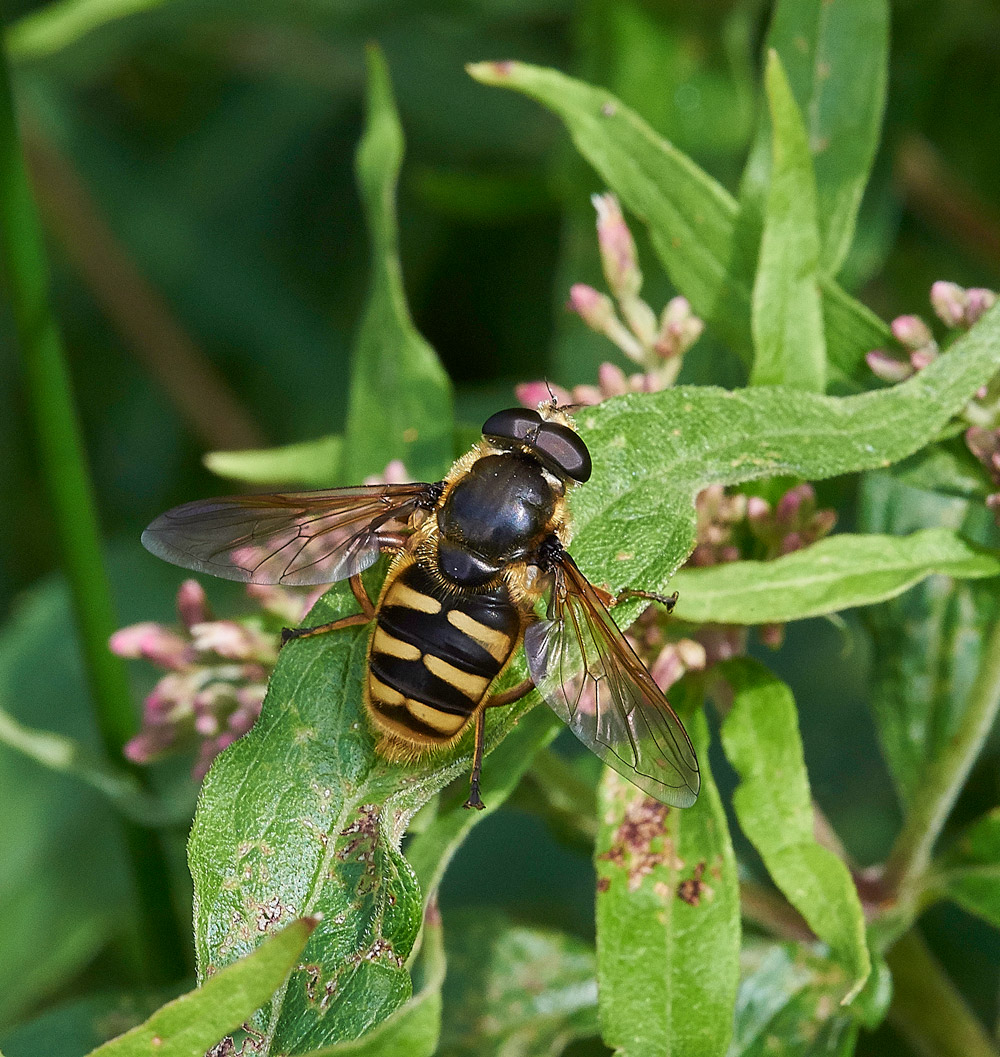 BogHoverfly230817-7