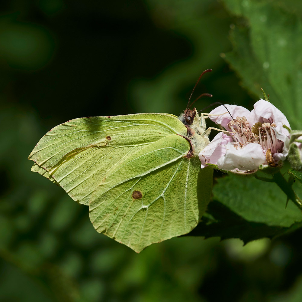 Brimstone010617-1