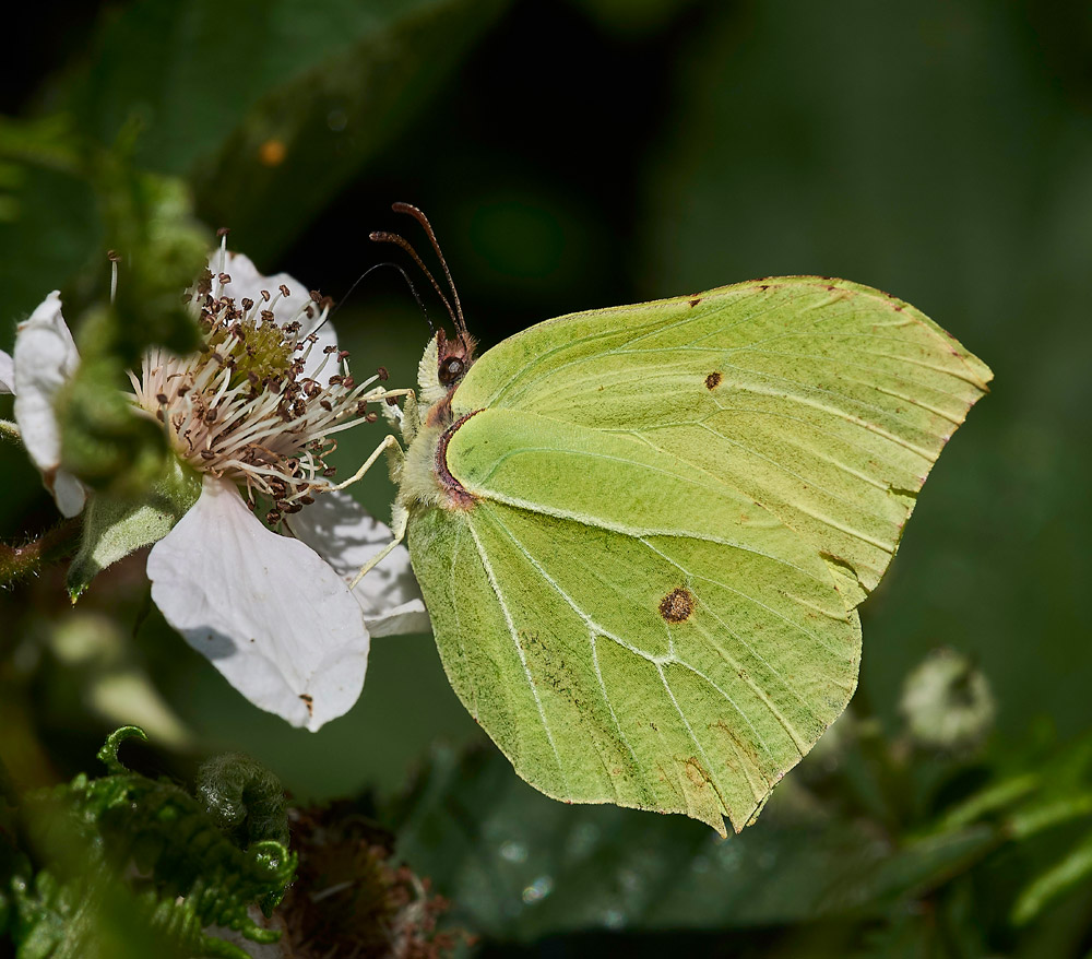 Brimstone010617-2