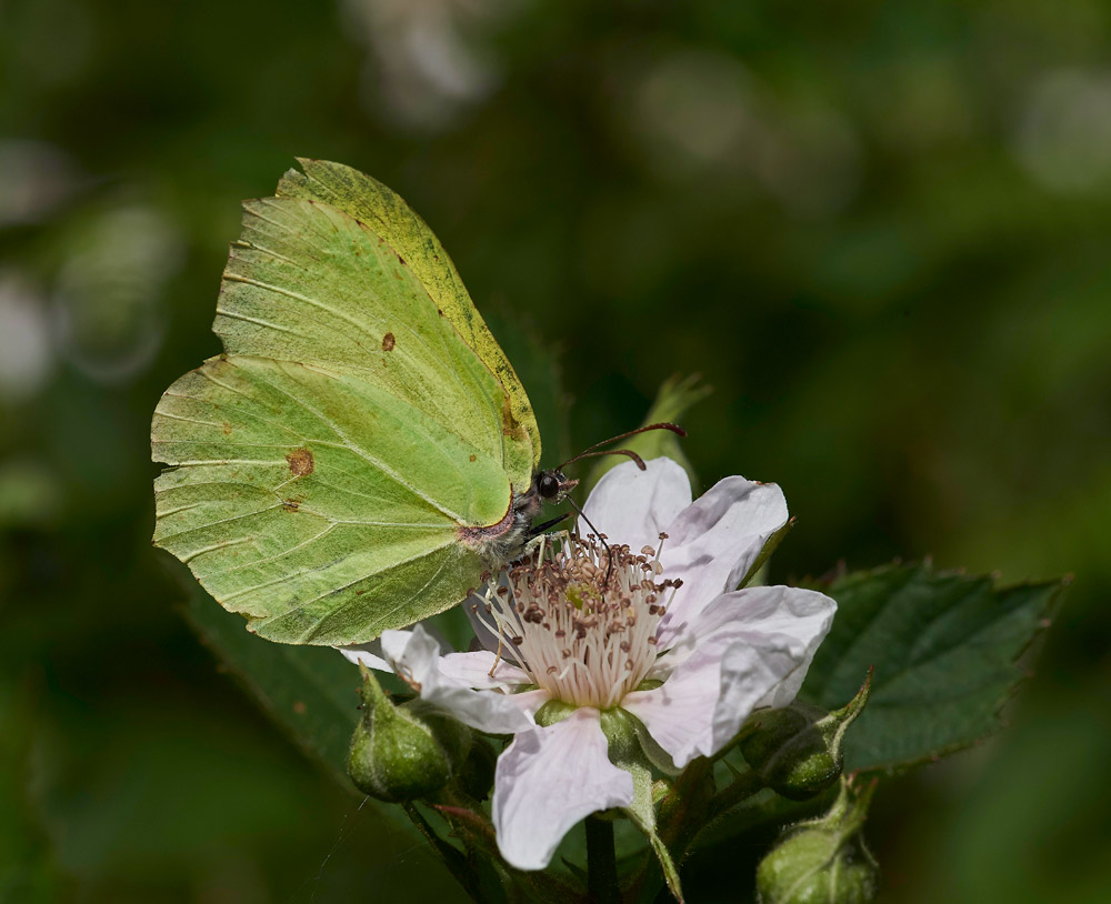 Brimstone010617-3