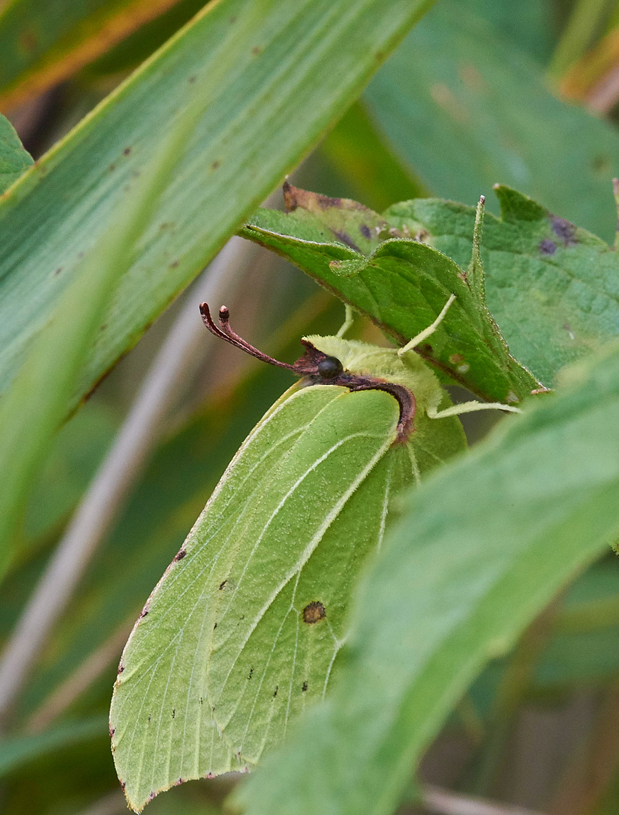 Brimstone230817-2