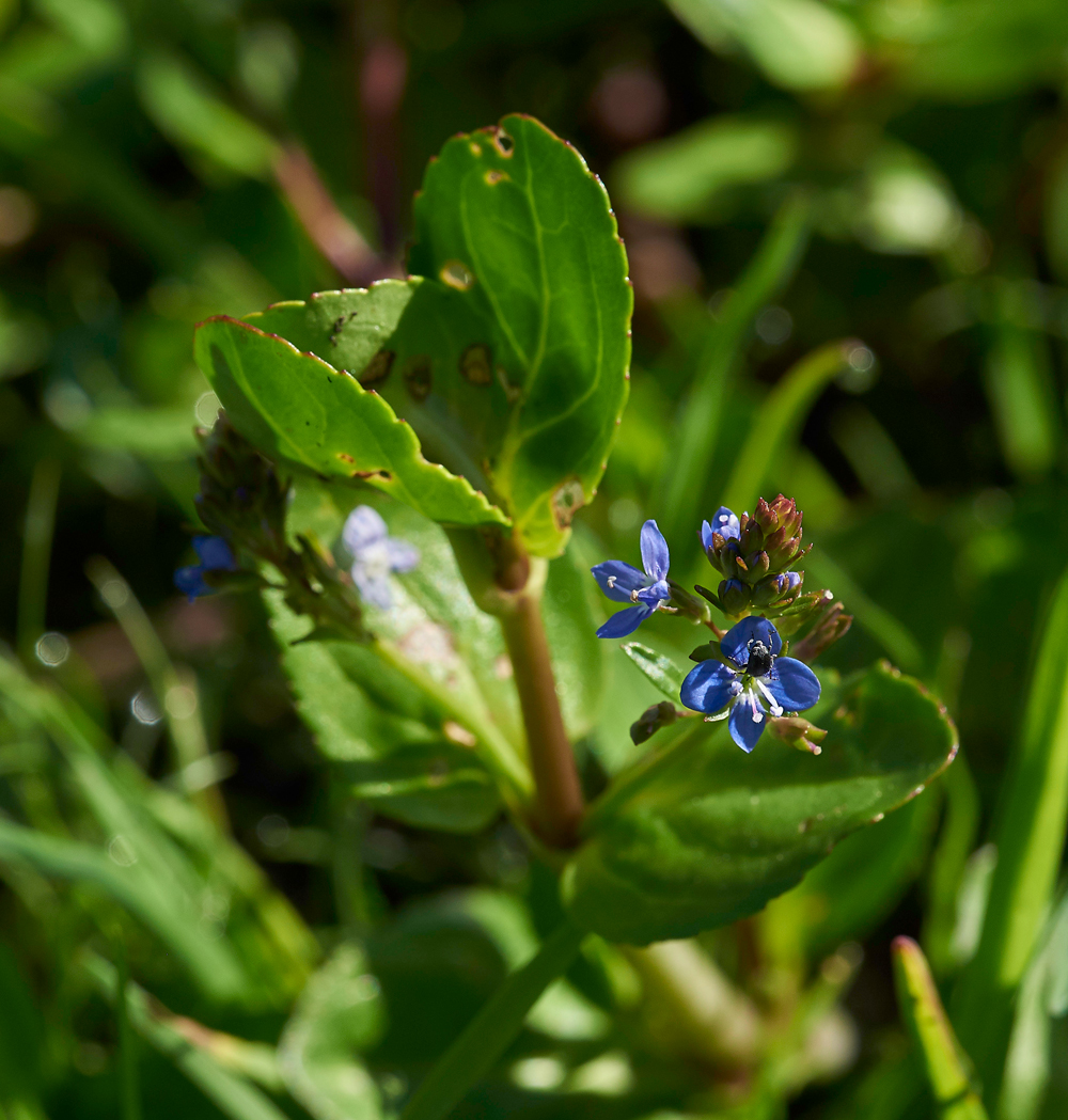 Brooklime040617-1