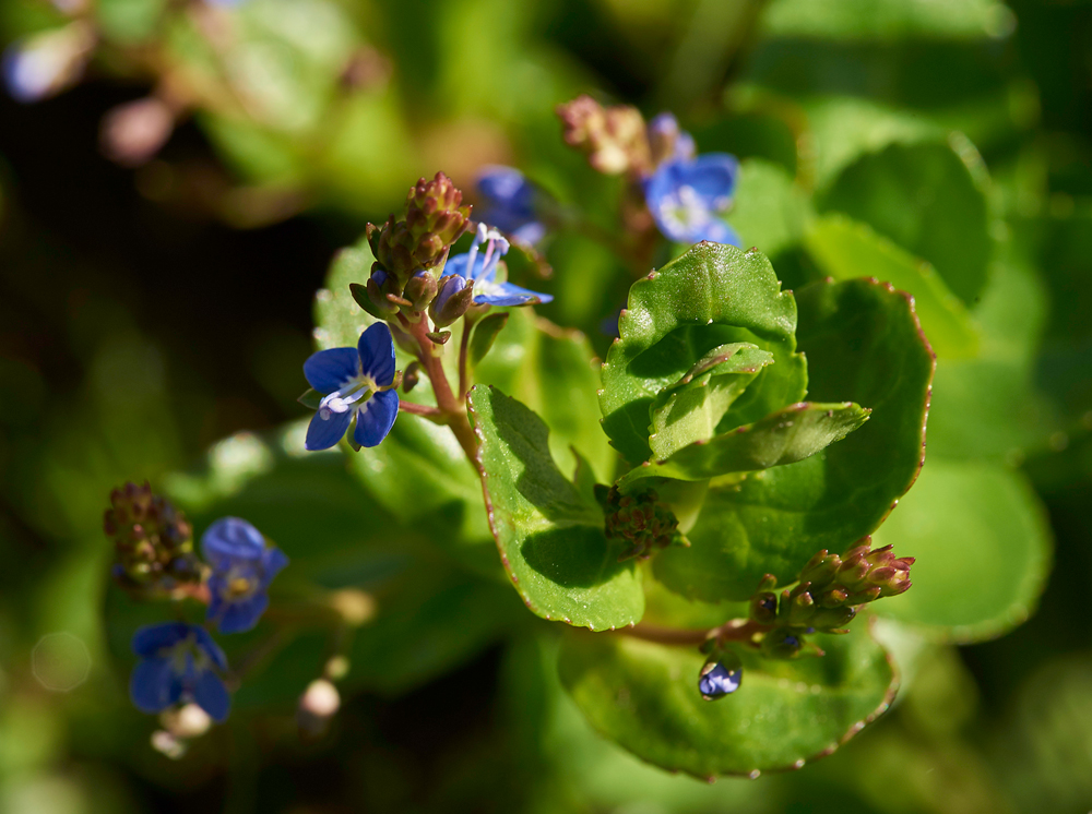 Brooklime040617-2