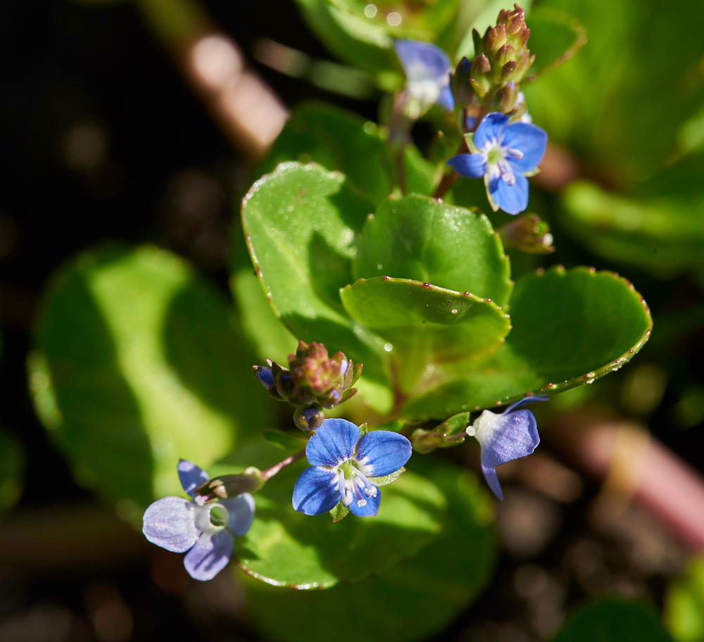 Brooklime040617-3