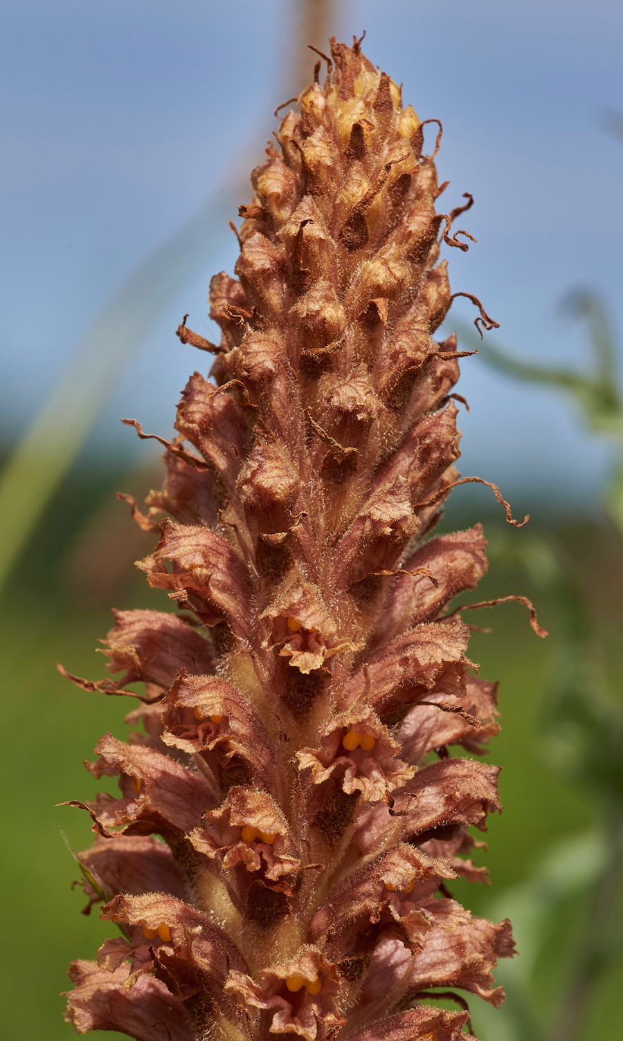 Broomrape160617-1