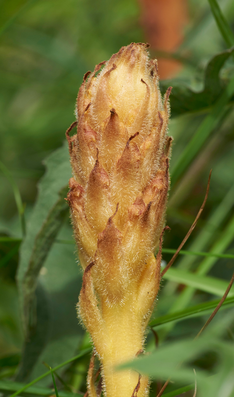 Broomrape160617-2