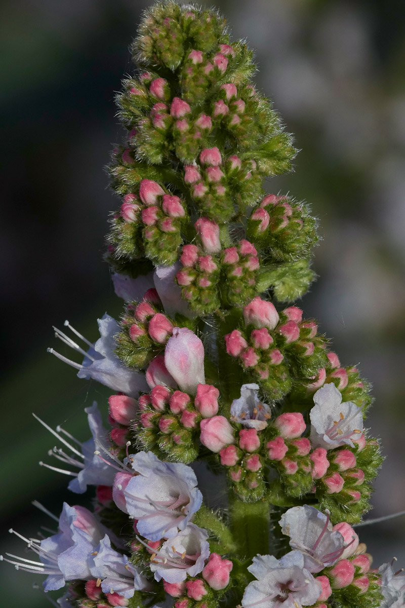 Bugloss230517-1