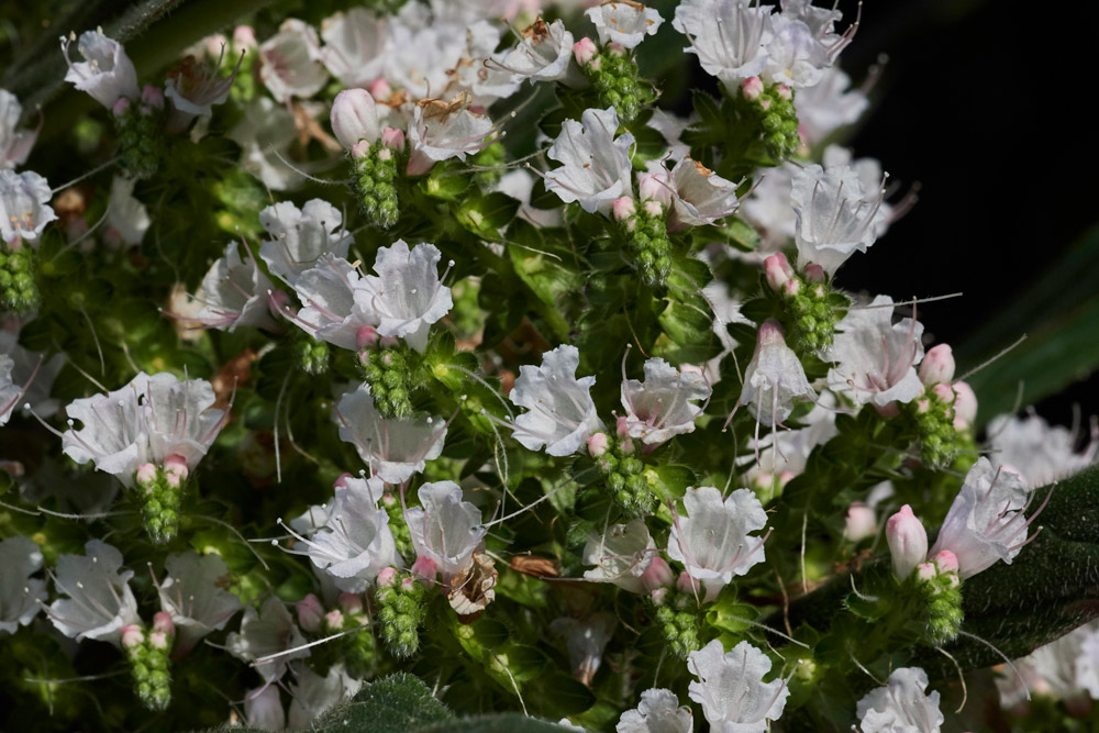 Bugloss230517-2