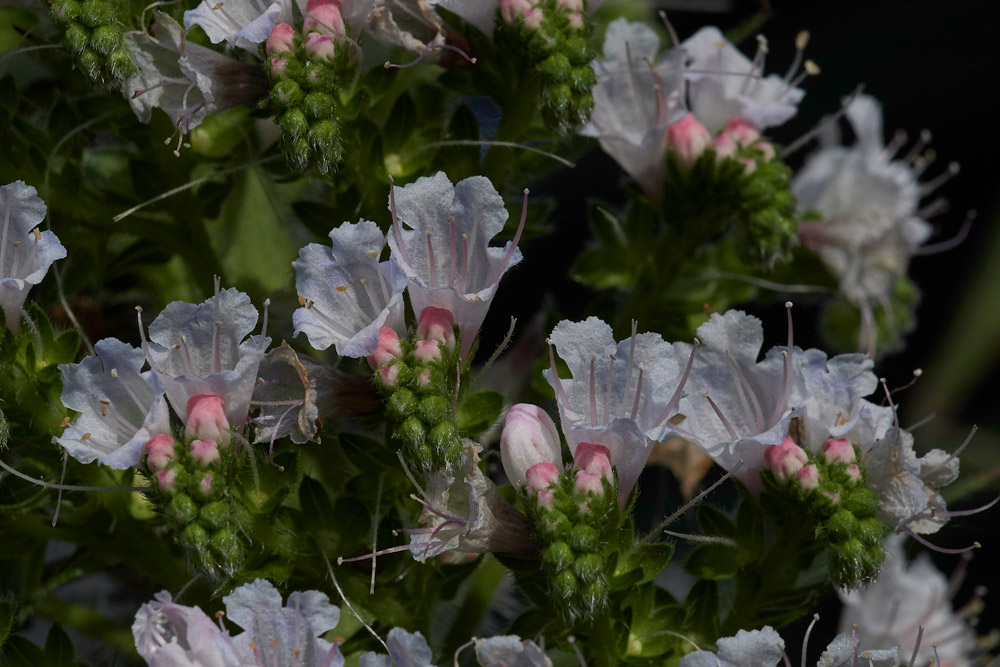 Bugloss230517-3