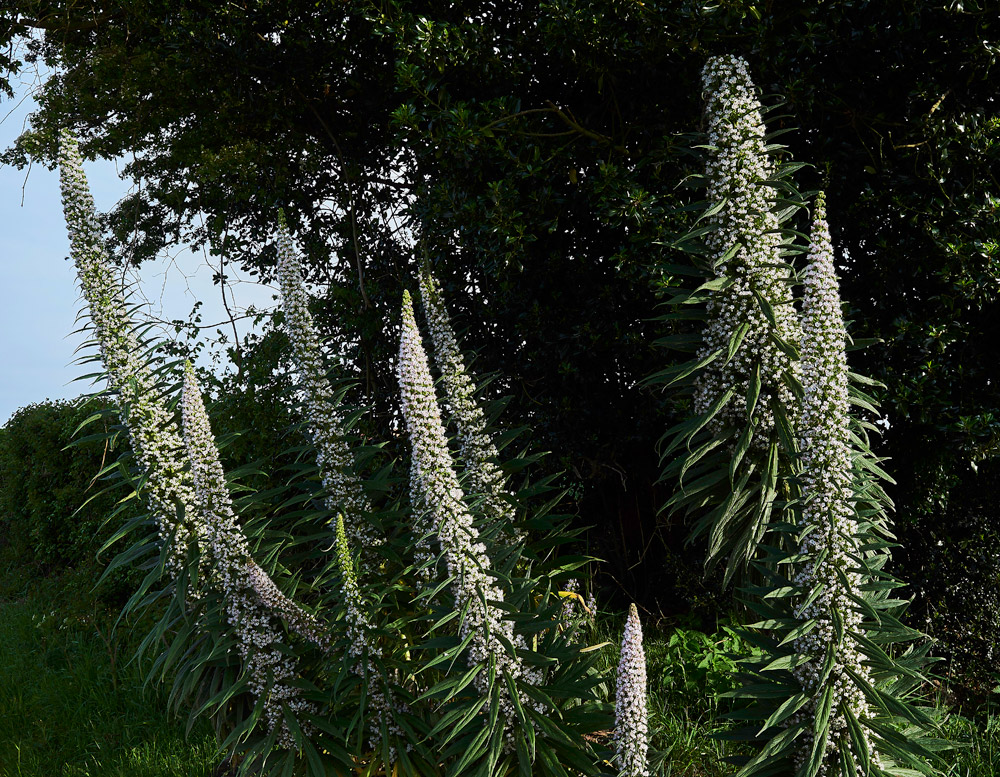 Bugloss230517-5