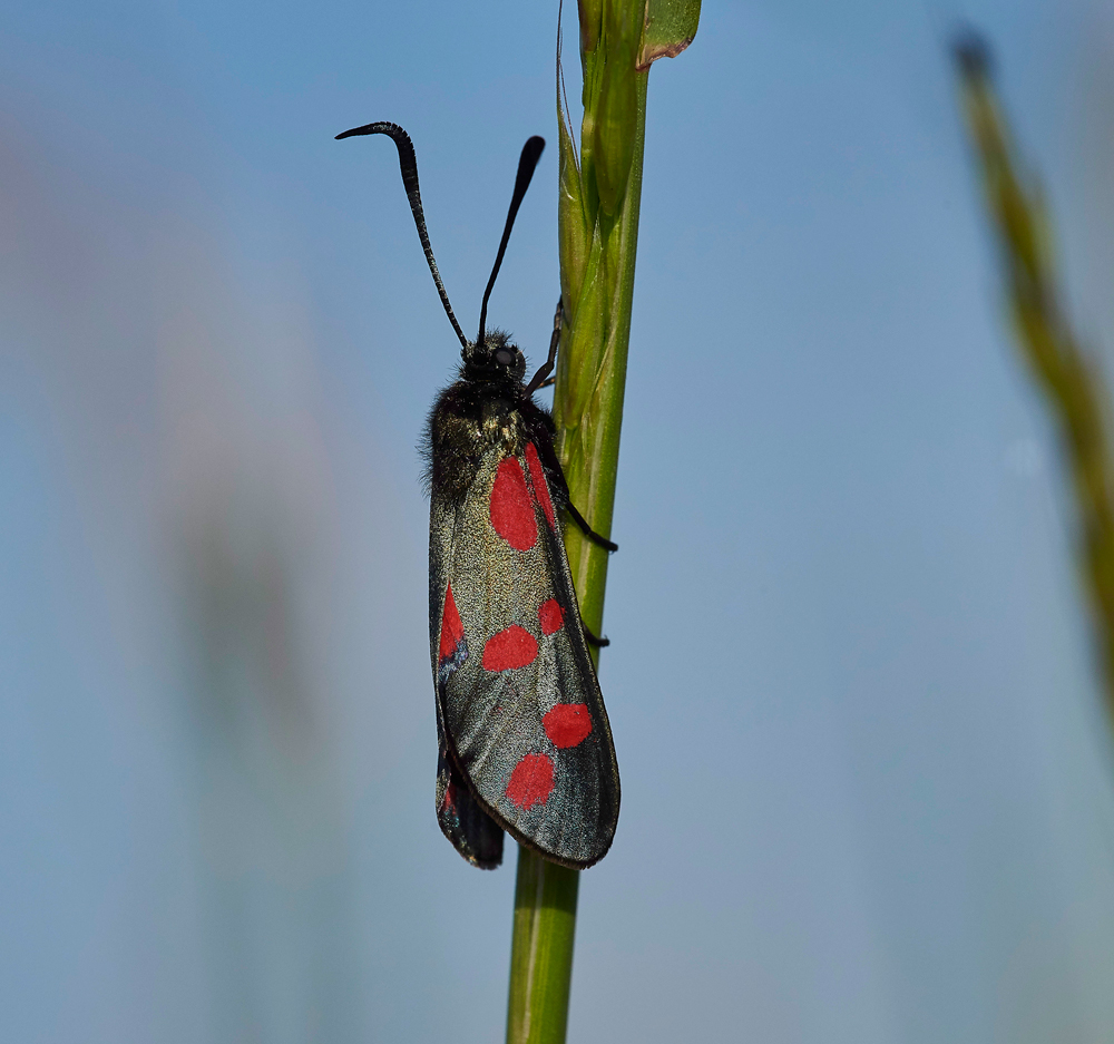 BurnetMoth170617-1