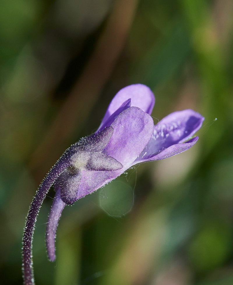 Butterwort210517-1