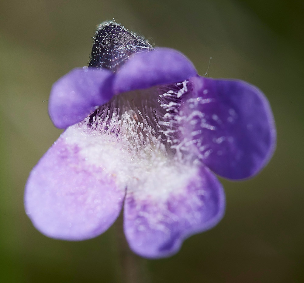 Butterwort210517-10