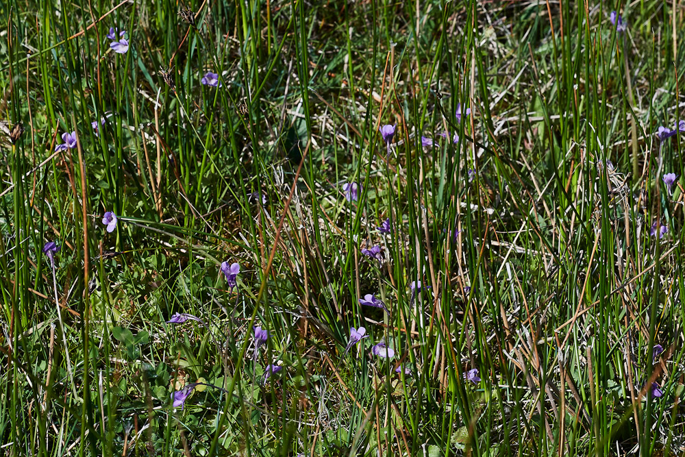 Butterwort210517-11