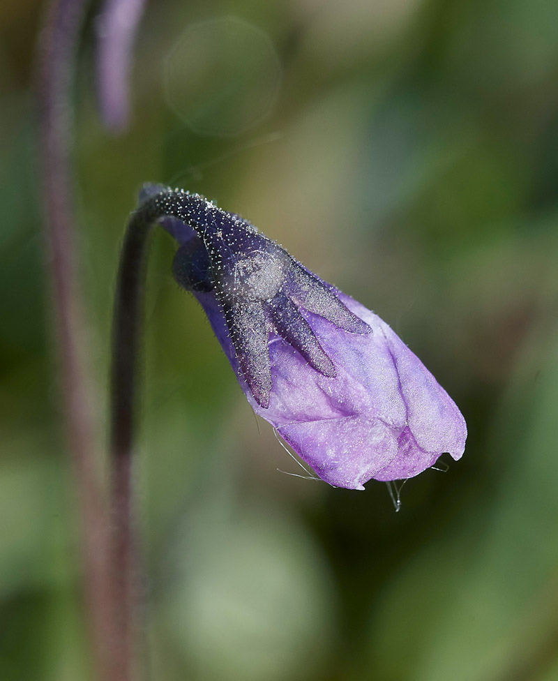 Butterwort210517-2