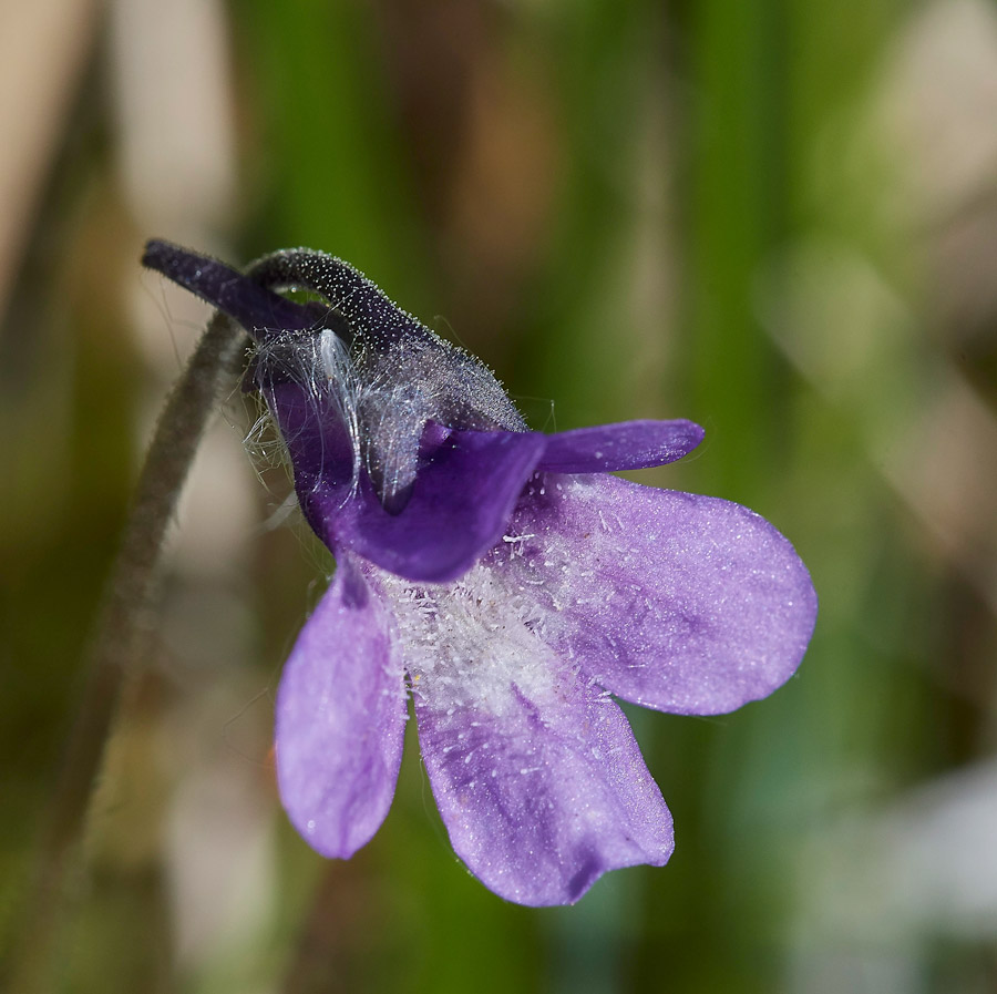 Butterwort210517-5