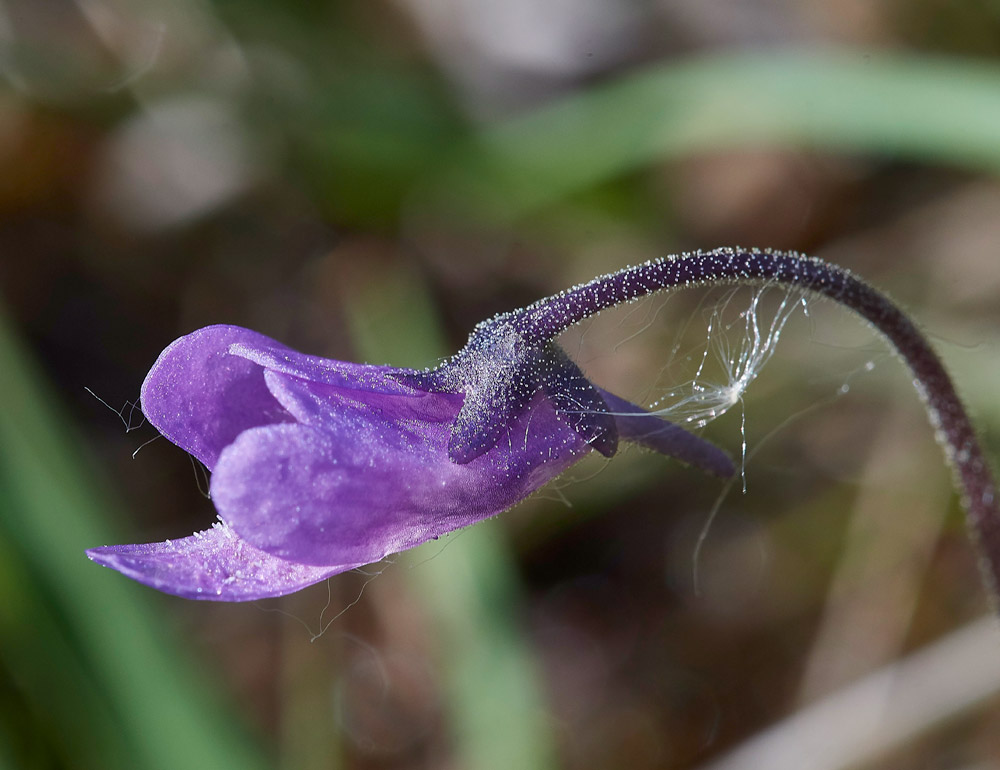 Butterwort210517-8