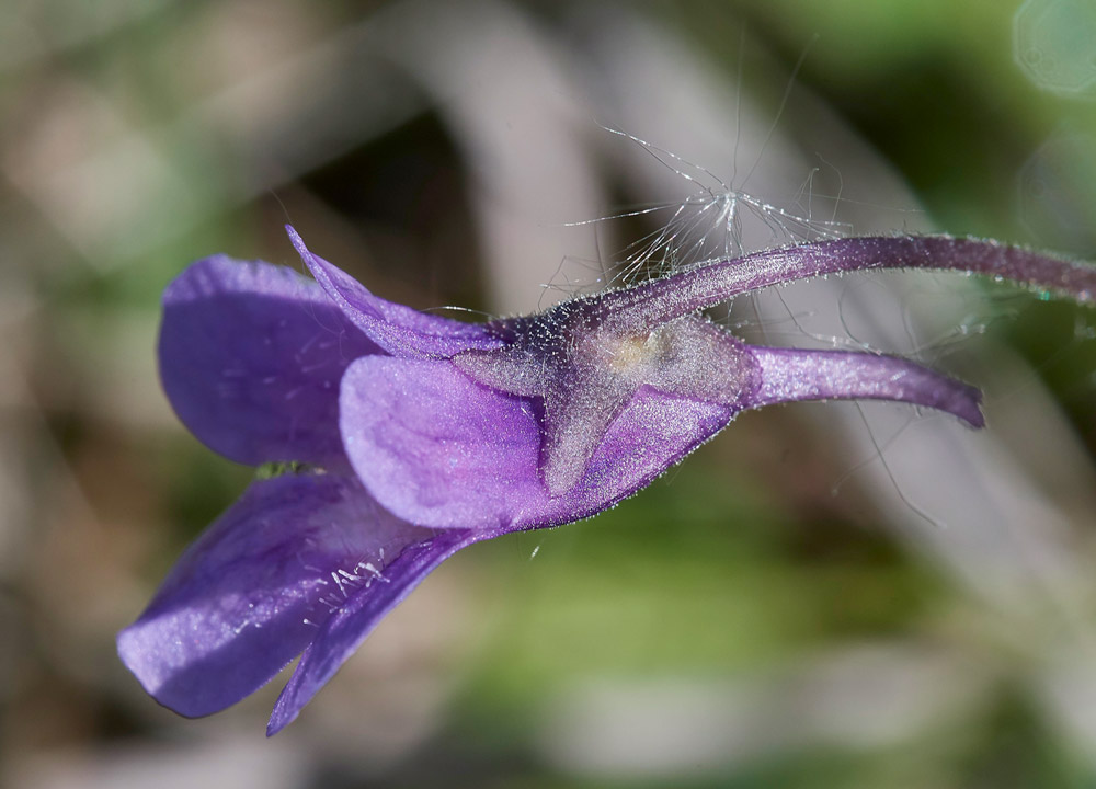 Butterwort210517-9