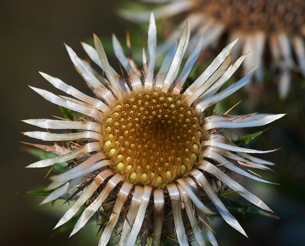 CarlineThistle280717-1