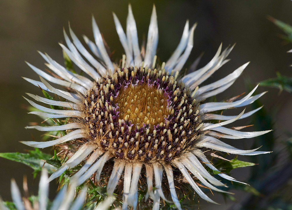 CarlineThistle280717-3