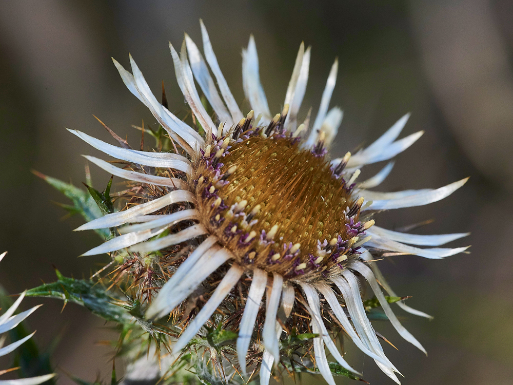 CarlineThistle280717-4