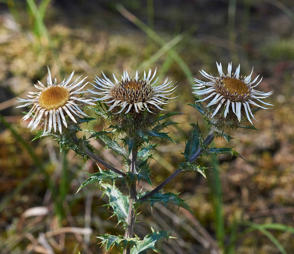 CarlineThistle280717-5