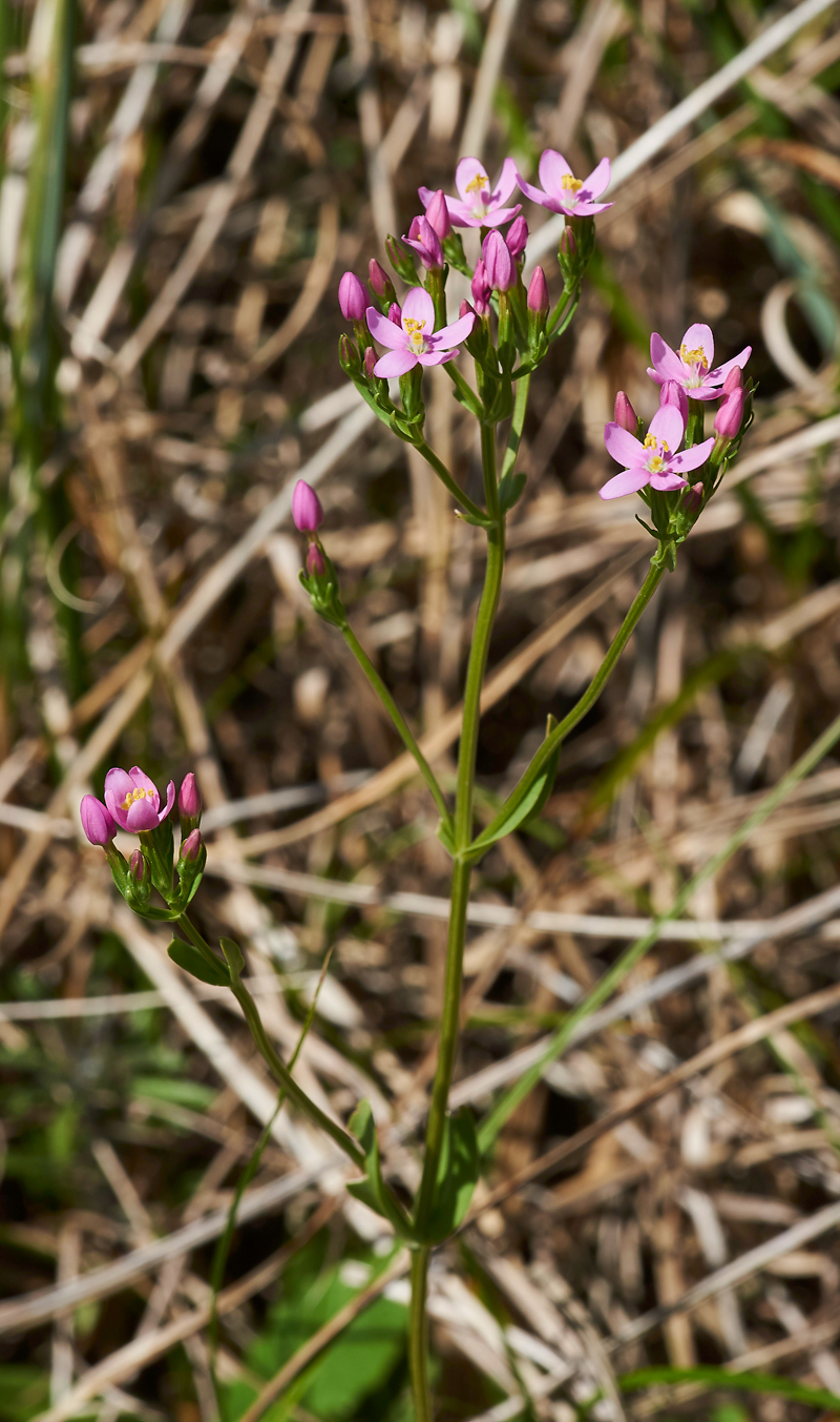 Centaury140617-1