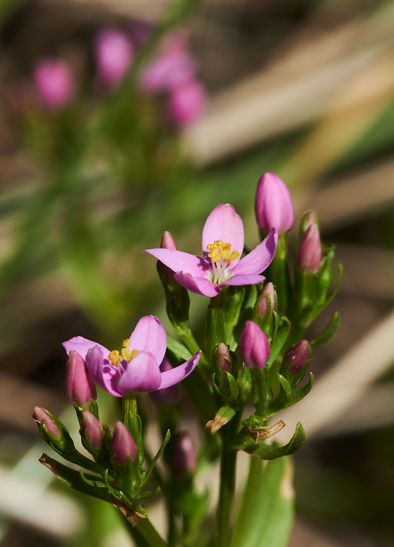 Centaury140617-3