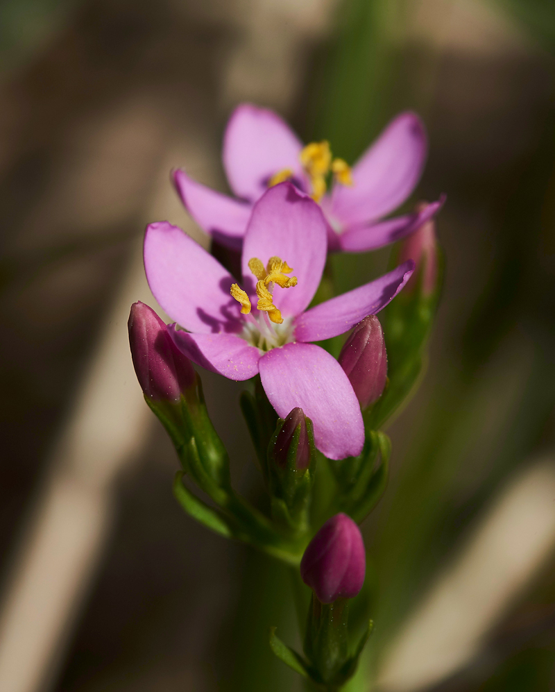 Centaury140617-4