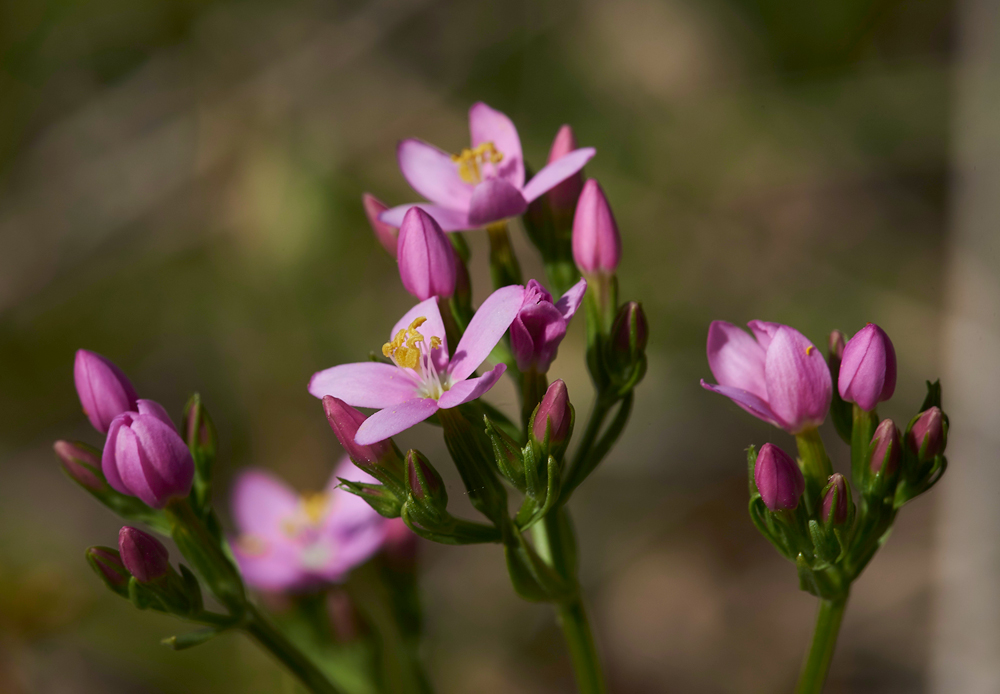 Centaury140617-5