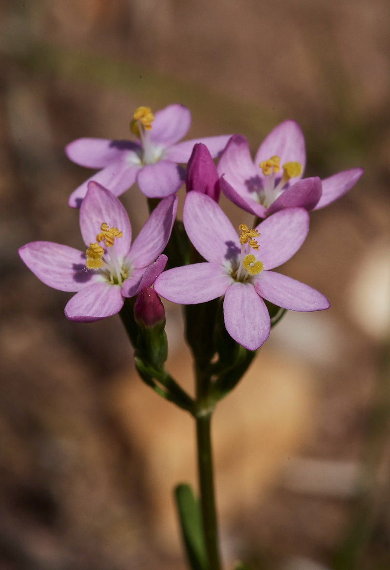 Centaury190617