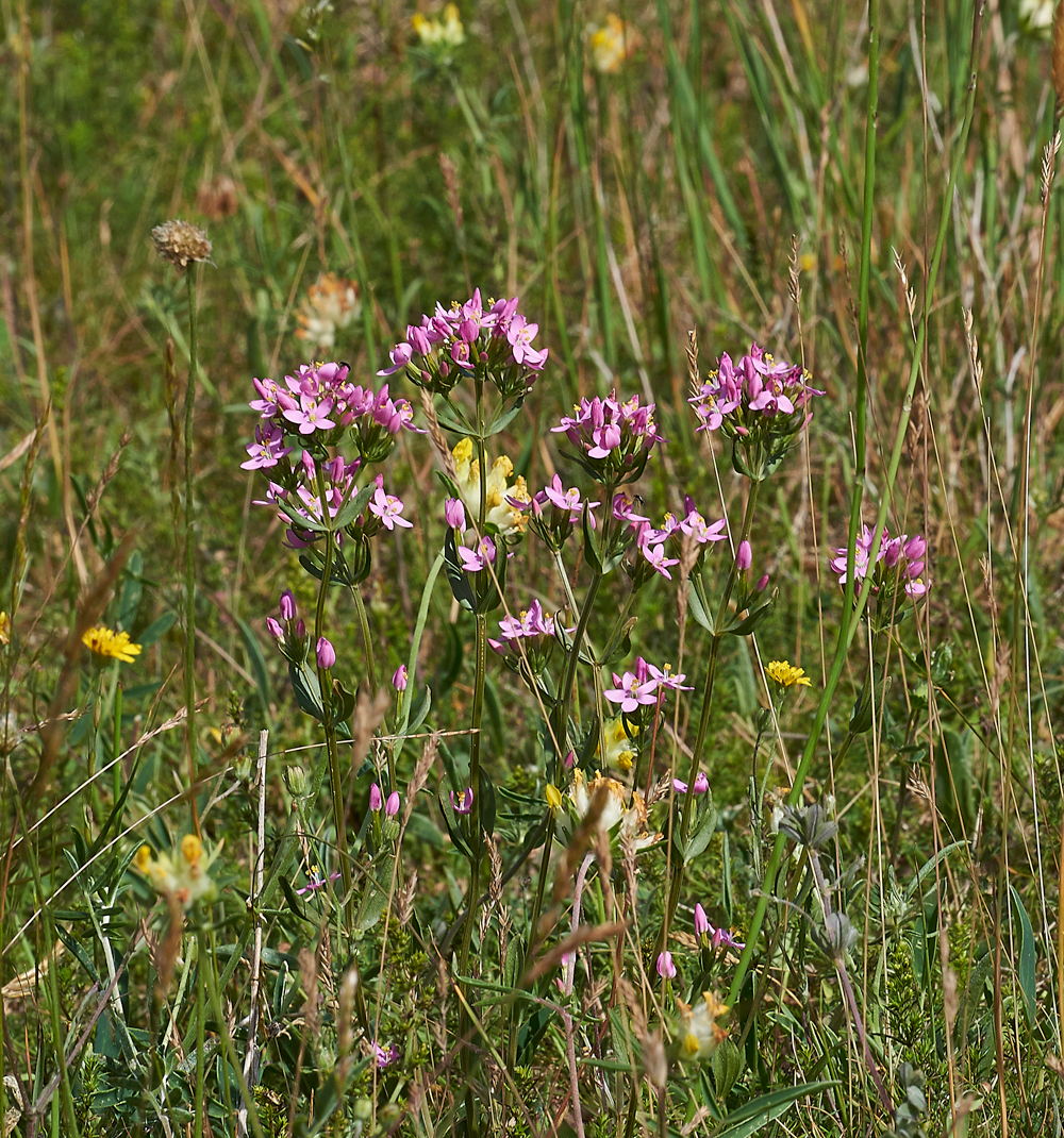 Centaury260617